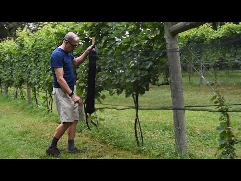 Viticulture - #6 Installing Nets - A Season in the Vineyard