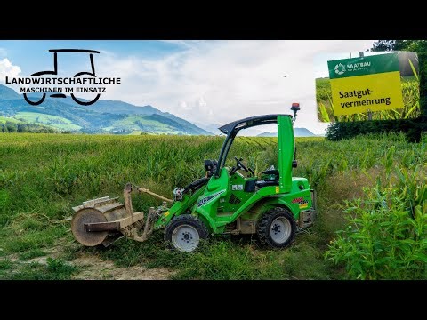 Der Mais wird gewalzt ⁉️ | Saatgutvermehrung | Avant 640 Hoflader | Saatbau | Saatmais