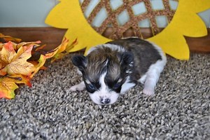 Bella - Papillon Puppy B2F4ED