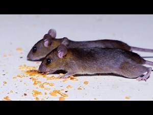 Cats Go Crazy for Mouse Videos at Night - Cat TV for Cats to Watch!