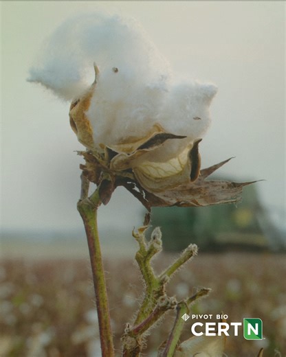 Cotton country tough — Built to outlast the storm. Introducing Pivot Bio CERT-N™ — the first-of-its-kind nitrogen-fixing product designed specifically for cotton. This biologically fixed nitrogen source locks nitrogen right at the root, feeding your crop a steady, weatherproof source that doesn’t leach or wash away. The result: Up to 70 pounds more lint per acre and an average $35 increase in ROI. Learn how to lock in lasting performance with CERT-N: https://www.pivotbio.com/product-cert-n-cotto