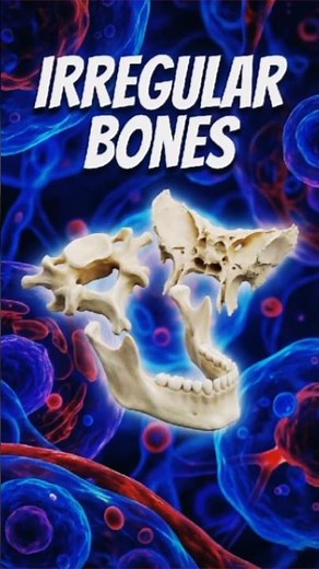 Irregular Bones | Structure, Function & Examples.