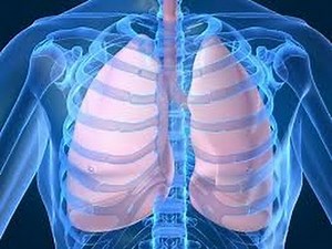 How healthy lungs work and function