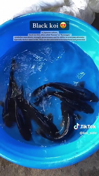 Symbolism of Black Koi Fish in Japanese Culture
