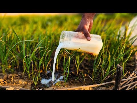 I made this fertilizer using spoiled milk & 2 simple kitchen ingredients, my plants love this