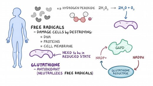 Video: Glucose-6-phosphate dehydrogenase (G6PD) deficiency - Video Explanation! | Osmosis | Osmosis