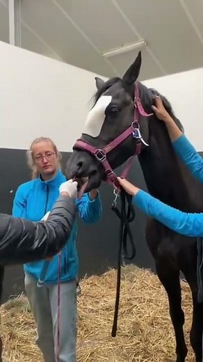 Gauze removal after nasal surgery 👀🐴 #horsetherapy #shorts #horselife #horselover #horse #usa #