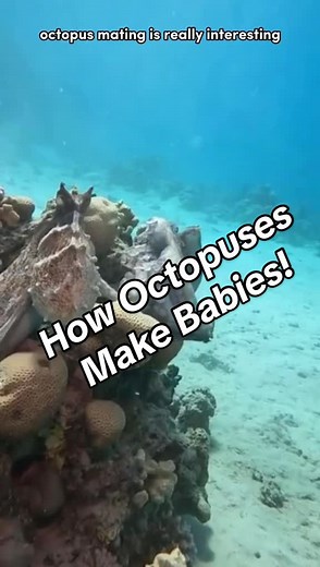 Fascinating Octopus Reproduction Process Revealed