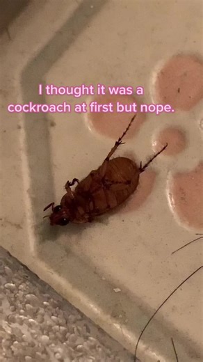 Beetles: The Adorable Insects You Didn't Know You Loved