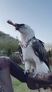 28K views · 528 reactions | You Won’t Believe What This Big Bird Eats! #trendingreelsvideo #bird #vultures #wildanimals #animalfacts | Moviez | Facebook