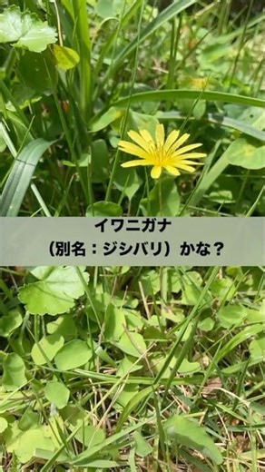 イワニガナ（別名：ジシバリ）かな？
