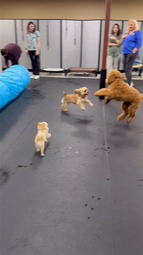Happy Friday! 🎉 Kicking off the first week of class with some excitement, energy, and wagging tails! 🐾 These pups are ready to learn, explore, and have a blast. Wishing everyone a wonderful weekend ahead! 💛 #pamspawsitivetraining #positivereinforcementtrainer #positivereinforcement | Pam's Pawsitive Training LLC