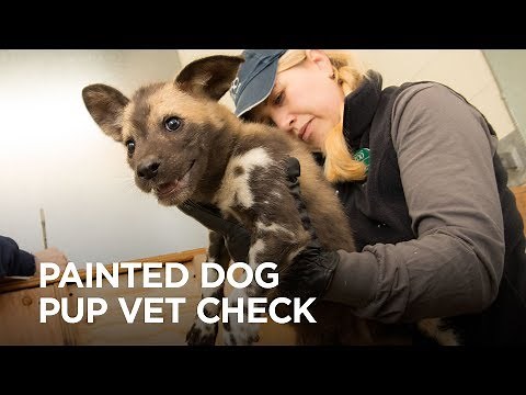 Painted dog pups have their first checkup