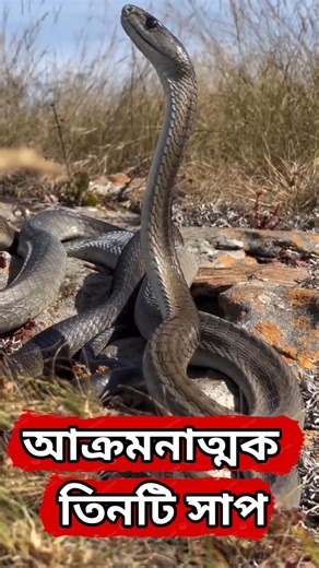 বিশ্বের সবচেয়ে আক্রমণাত্মক ৩টি সাপ | Black Mamba, King Cobra, Russell’s Viper | Dangerous Snakes