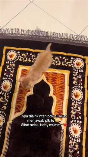 Cute Baby Oyen Cat Meowing Sounds