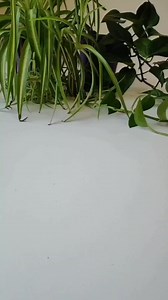 Moringa Drink #moringapowder #healthychoice #moringa #dietdrink #drink #healthylifestyle #healthtips #instadaily #instadubai #instafood #instagood #trending #viralreels #dubai🇦🇪 #uae🇦🇪 #explorepage #fypシ゚viralシfypシ゚ | Cook With Ashura