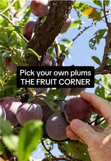 Pick Your Own Tomatoes and Plums at The Fruit Corner