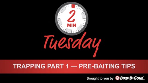 Watch Bird-B-Gone Trapping Part 1 Pre-baiting Tips on Amazon Live