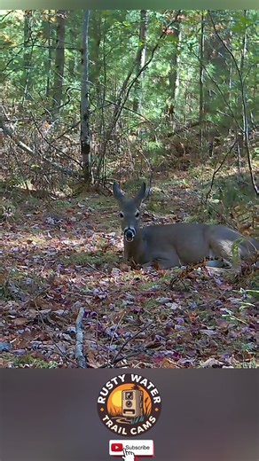 Wishing Everyone a Safe and Relaxing Christmas Eve 🎄