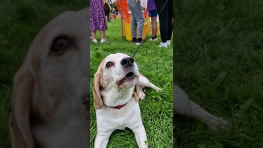 Crimes my beagle executes with mischievous charm
