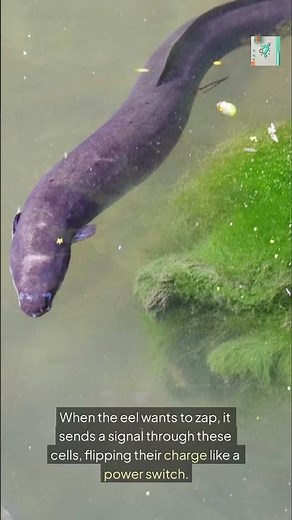 How Do Electric Eels Generate Shocks? ⚡🐍 (It’s Bio-Electric Madness!)