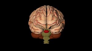 Rotation Vertical of Human Brain Animation