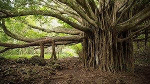 How Big Is the World's Largest Banyan Tree?