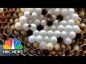 WATCH: Giant Asian Hornet Nest Found In Washington State