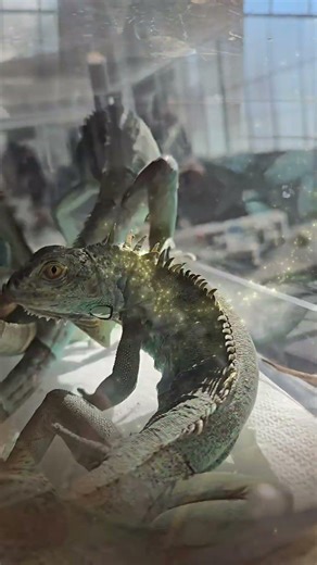 Reptile Breeder Show Recap | Part Two 😁 Resumen del Reptile Breeder Show | Parte Dos...