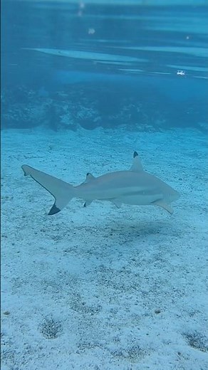 This Water Park Has REAL Sharks 😱 Atlantis Bahamas #bahamas #sharks #caribbean