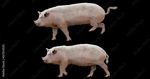 Set of pig walking and running realistic animation. Isolated animal video including alpha channel allows to add background in post-production. Element for visual effects.