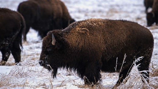 American bison in winter snow