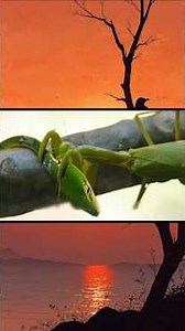 MASTER AMBUSH MANTIS vs BUMBLEBEE #shorts #viralshorts