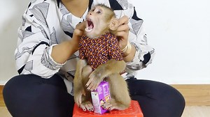 Big Boy Harry Getting Sleepy After Drink A Full Milk In Box | Monkey Harry's Family