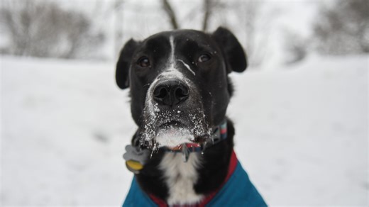 How do you know if your dog is cold? Is it too cold for a walk? How to keep your pet safe