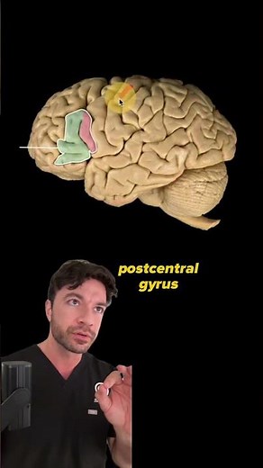 Anatomy of the Brain - Lateral Perspective | Can you identify this structure? | Med School Bootcamp