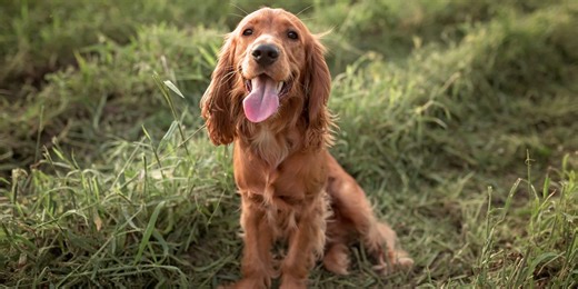 7 most popular Spaniel dog breeds