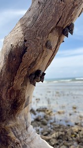 19K views · 162 reactions | Shells na umaakyat sa puno, #van&jaz | Van & Jaz | Facebook