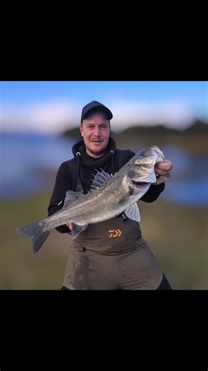 Big tide made finding the bass a little difficult today. We did manage two. Mine on the 115mm blue Sardine and Jason hooked in on the chartreuse rattle tail. I would expect the fishing to start to slow down for us in the next couple of weeks 😢 we will definitely keep trying to find them over the winter months. #bassfishing #labrax #handmadelures #predatorfishing #predatorluresuk | Predator Lures UK - South Coast