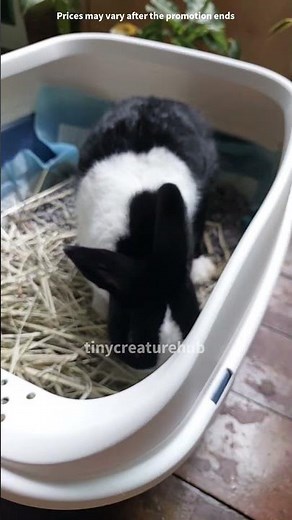 Timothy Hay For Rabbits