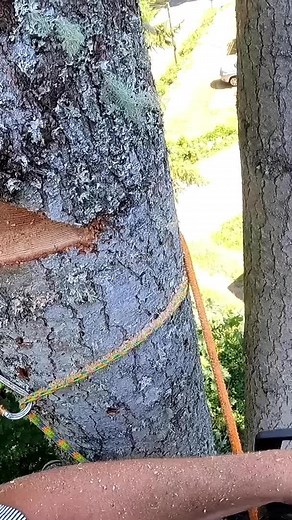 Customer service at its finest 👌 I very graciously helped my customer out the other day by stacking this nice log right on his stack of firewood for him. I did this at no additional charge 👍🏼