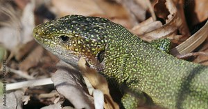 European green lizard (Lacerta viridis) in the grass, Velebit mountain, Croatia