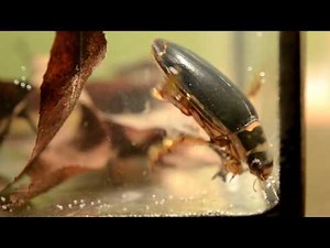 Terrarystyka: Pływak żółtobrzeżek (Dytiscus marginalis)