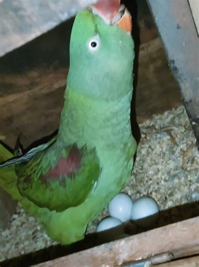 “Smart Parrot Tricks by Ismail Parrot | Must Watch 🧠🦜