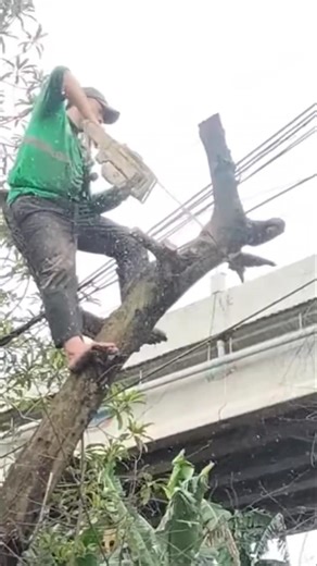 Woodworking project cutting down a dead cherry tree #shortvideo #chainsaw