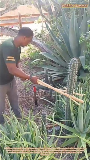 Techniques de manipulation sécuritaires : retirer un cactus épineux à l'aide de leviers en bois