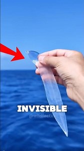 INVISIBLE Animals That Hard To Find #facts