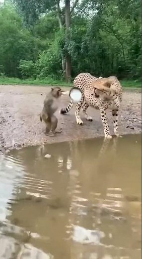 Leopard Runs for Its Life After Monkey Attacks with a Cooking Pot! 😂🐆