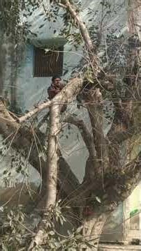 Shorting of Tree #trending #viral 🇮🇳🏵️😗🚶🌝🎤