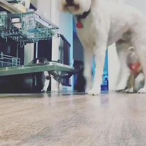 4 years ago today, MDRC posted their first post on Facebook. We started as a small home based rescue. The dogs are part of the family and yes, it can get busy, but they are all loved. We are getting ready to move into a large place. We have outgrown our space and need yo be able to accept more dogs. In the next week, you will see an opportunity for you to support our rescue efforts. Donations are always accepted but this time, we need them more than ever. Donations of $5-? All add up. We have ac